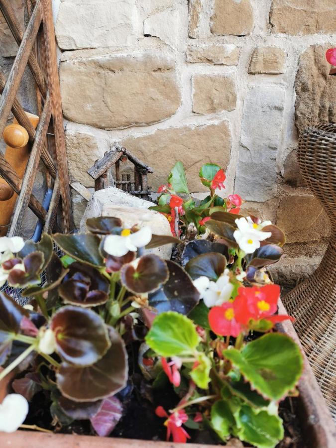 Casa Phoenix Appartamento Piano Terra Immerso Nel Verde A Pochi Minuti Dalla Ciclabile Pieve di Cadore Exteriör bild